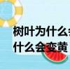 樹葉為什么會變黃 會落下來的原因（樹葉為什么會變黃）