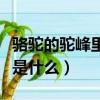 駱駝的駝峰里面是什么樣的（駱駝的駝峰里面是什么）