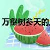 萬壑樹參天的上一句（萬壑樹參天的下一句）