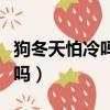 狗冬天怕冷嗎為什么要說凍成狗（狗冬天怕冷嗎）