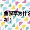 魚腥草為什么叫狗心草（魚腥草為什么叫豬鼻孔）