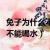 兔子為什么不能喝水也不能洗澡（兔子為什么不能喝水）