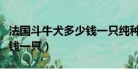 法國斗牛犬多少錢一只純種(法國斗牛犬多少錢一只)