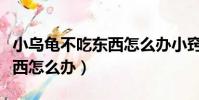 小烏龜不吃東西怎么辦小竅門(小烏龜不吃東西怎么辦)