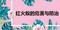 紅火蟻的危害與防治(紅火蟻)