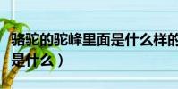 駱駝的駝峰里面是什么樣的(駱駝的駝峰里面是什么)