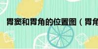胃竇和胃角的位置圖(胃角的位置示意圖)