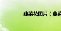 韭菜花圖片(韭菜圖片)