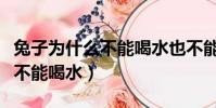 兔子為什么不能喝水也不能洗澡(兔子為什么不能喝水)
