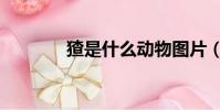 猹是什么動物圖片(猹圖片)