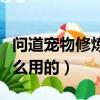 問道寵物修煉劃算嗎（問道寵物修煉丹是做什么用的）