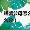 螃蟹公母怎么分辨圖片對比視頻（螃蟹公母怎么分）