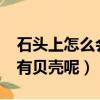 石頭上怎么會有貝殼呢?作文（石頭上怎么會有貝殼呢）