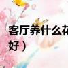 客廳養什么花好看耐養又漂亮(客廳養什么花好)