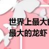 世界上最大的龍蝦 吉尼斯世界紀錄(世界上最大的龍蝦)