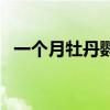 一個月牡丹鸚鵡怎么養(牡丹鸚鵡怎么養)