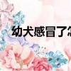 幼犬感冒了怎么辦?（幼犬感冒了怎么辦）