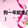 狗一年能生幾窩小狗（狗生完小狗應該吃什么）