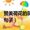 贊美荷花的簡短句子結束語(贊美荷花的簡單句子)