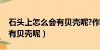 石頭上怎么會有貝殼呢?作文(石頭上怎么會有貝殼呢)