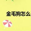 金毛狗怎么養比較聰明（金毛狗怎么養）