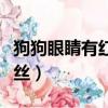 狗狗眼睛有紅血絲像蟲圖片（狗狗眼睛有紅血絲）