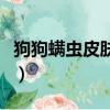 狗狗螨蟲皮膚病怎么治（狗狗螨蟲皮膚病圖片）