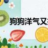 狗狗洋氣又招財的名字（洋氣的狗名字）