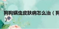 狗狗螨蟲皮膚病怎么治(狗狗螨蟲皮膚病圖片)
