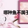 哪種魚不屬于魚類的動物（哪種魚不屬于魚類）