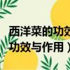西洋菜的功效與作用的功效和作用（西洋菜的功效與作用）
