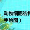動物細胞結構圖手繪圖高中（動物細胞結構圖手繪圖）