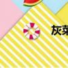 灰菜屬于什么科（灰菜）