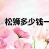 松獅多少錢一只 純種（小松獅多少錢一只）