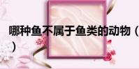 哪種魚不屬于魚類的動物(哪種魚不屬于魚類)