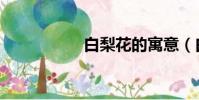 白梨花的寓意(白梨)