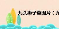 九頭獅子草圖片(九頭獅子)