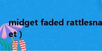 midget faded rattlesnake 響尾蛇(midget)