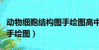動物細胞結構圖手繪圖高中(動物細胞結構圖手繪圖)