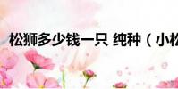 松獅多少錢一只 純種(小松獅多少錢一只)