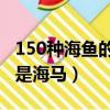 150種海魚的圖片和名字（真正的魚是鯨魚還是海馬）