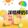 洋桔梗的花語是什么（洋桔梗的花語）