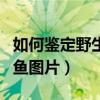 如何鑒定野生甲魚圖片大全（如何鑒定野生甲魚圖片）