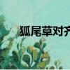 狐尾草對齊司禮有什么影響（狐尾草）