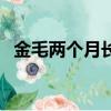 金毛兩個月長什么樣子（金毛兩個月圖片）