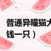 普通異瞳貓大概多少錢一只（異瞳貓大概多少錢一只）