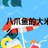 八爪魚的大米是什么東西（八爪魚的大米是什么）