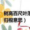 樹高百尺葉落歸根什么意思呢（樹高百尺葉落歸根意思）