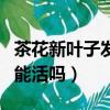 茶花新葉子發黃了什么原因（茶花葉子掉光了能活嗎）
