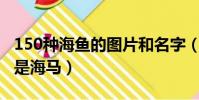 150種海魚的圖片和名字(真正的魚是鯨魚還是海馬)